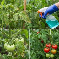 Spraying neem oil on tomato plant leaves for pest control