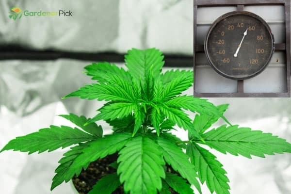 Ways To Increase Humidity In Grow Tent