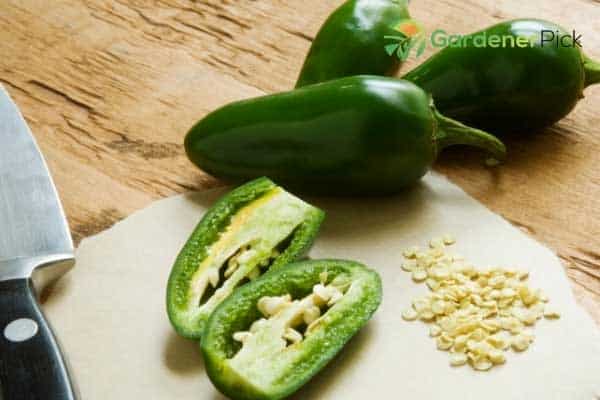 Jalapeno Seeds 101