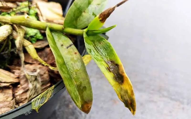 watering orchid indoors – how often should you water an orchid