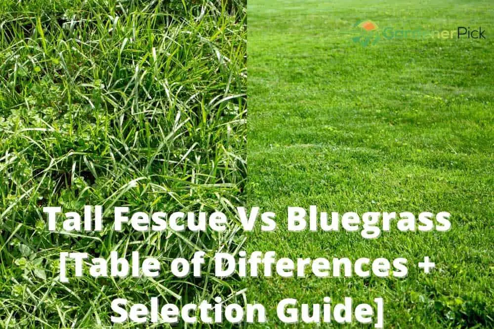tall fescue vs bluegrass
