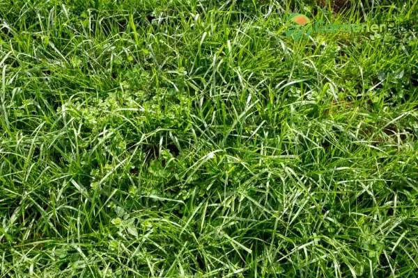 tall fescue vs bluegrass