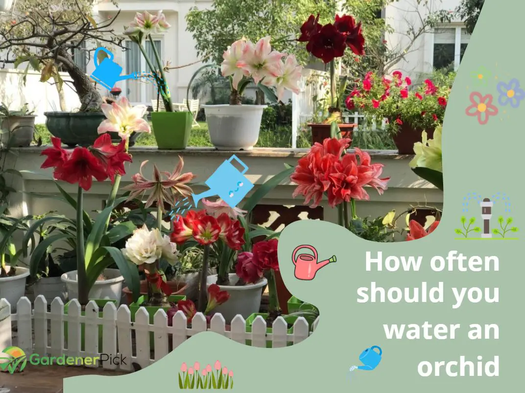 watering orchid indoors – how often should you water an orchid