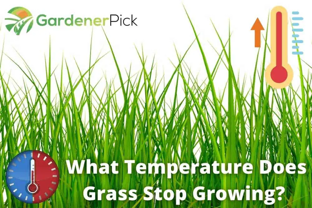 What Temperature Does Grass Stop Growing?