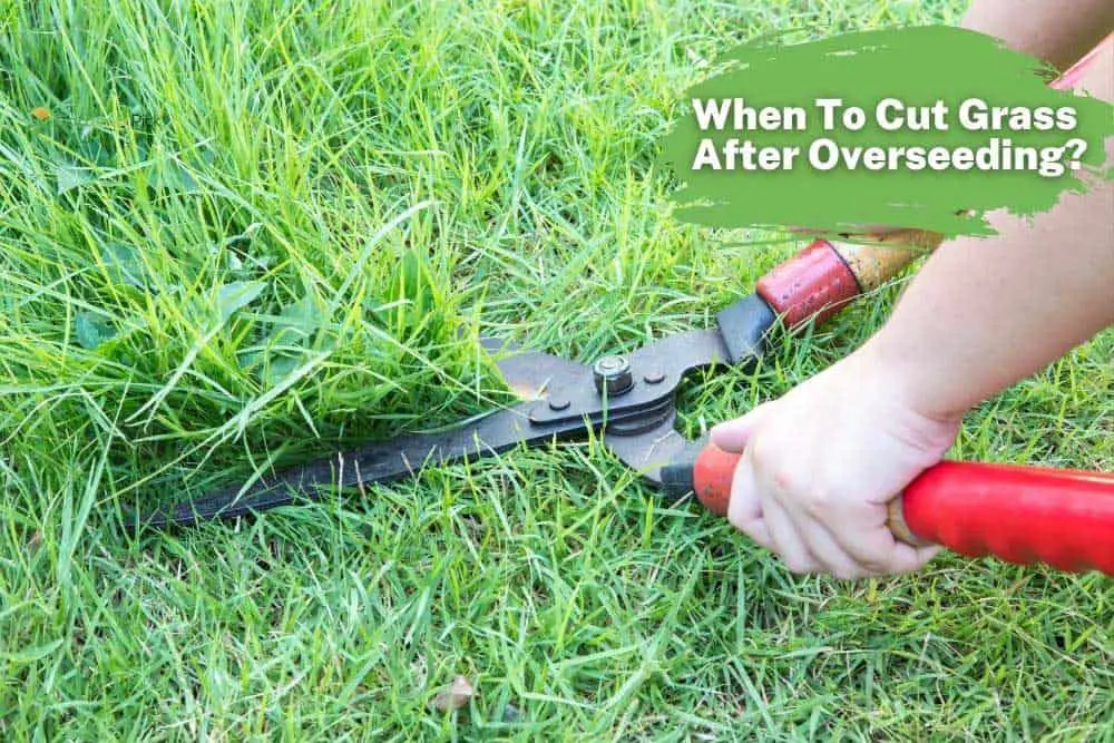 When To Cut Grass After Overseeding?