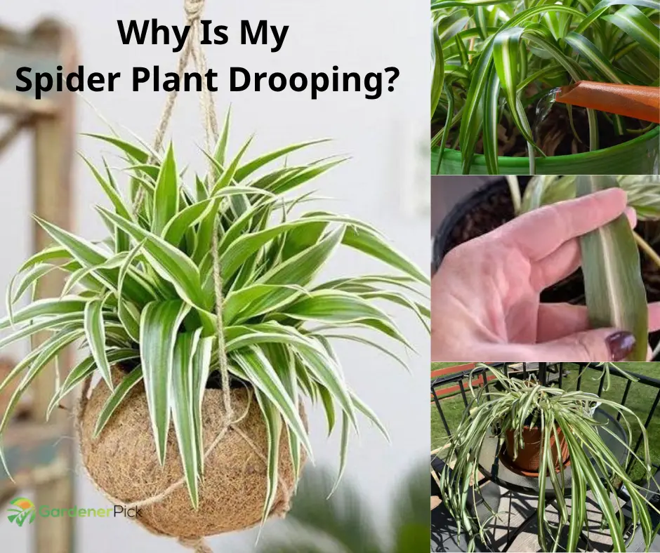 Why Is My Spider Plant Drooping?