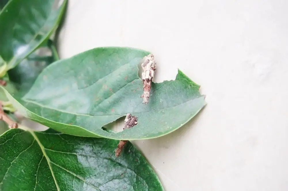 Will Sevin Kill Bagworms?