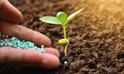 Why 20-20-20 Fertilizer Is Ideal for Balanced Plant Nutrition