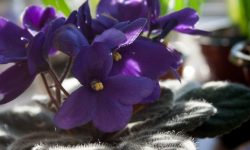 How to Use African Violet Fertilizer for Long-Lasting Flowering