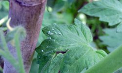 Aphids on Tomatoes: Causes, Damage, and How to Remove Them