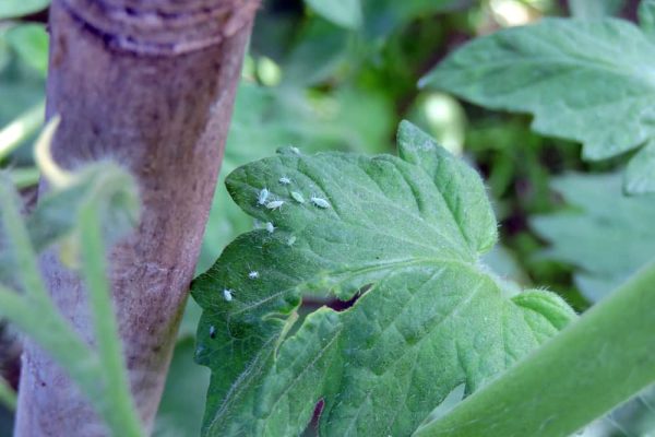 Aphids on Tomatoes