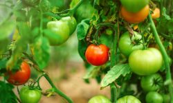 Are Coffee Grounds Good for Tomato Plants?