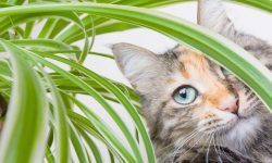 Are Spider Plants Toxic to Cats or Safe for Your Feline Friend?