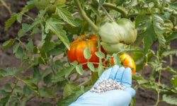 Balanced Fertilizer for Tomatoes: When and How to Apply It Right