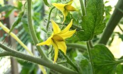 Why Are Blossoms on Tomato Plants Dropping and How to Fix It?
