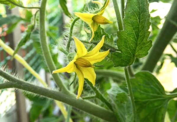 Blossoms on Tomato Plants Dropping