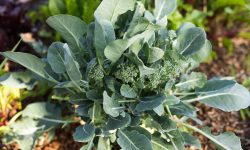 Top Broccoli Companion Plants You Should Grow Together