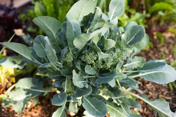 Broccoli Companion Plants