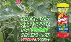 Can You Put Sevin Dust on Tomato Plants to Control Pests?