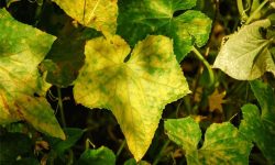 Cucumber Plant Leaves Turning Yellow? Quick Fixes