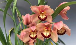 Cymbidium Orchid Plant Care Secrets All Gardeners Should Know