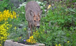 Do Deer Eat Rosemary Plants? Tips to Protect Your Garden