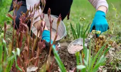 When and How to Apply Fertilizer for Peonies for Beautiful Results