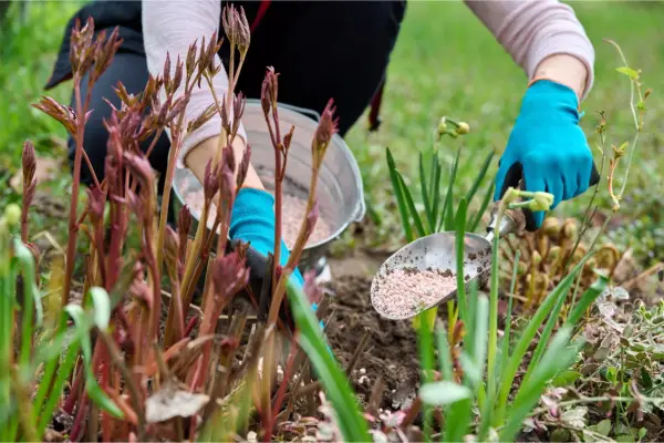 Fertilizer for Peonies