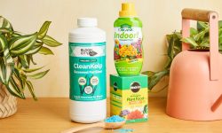 Fertilizing Indoor Plants: How, When, and What to Use for Growth