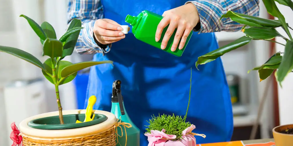 Fertilizing Indoor Plants