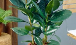 How to Care for a Ficus Tree the Right Way for Healthy Growth