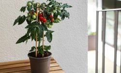 Growing Tomatoes Indoors Under Lights: What You Need to Know
