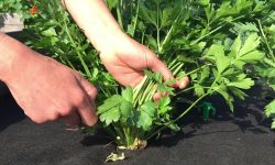 How Do You Harvest Parsley the Right Way for Maximum Flavor?