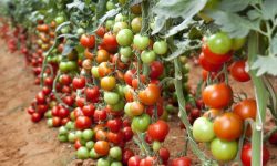 How Far Apart to Plant Tomatoes? Avoid These Common Mistakes