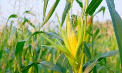 How Long Does Corn Take to Grow and When to Harvest?