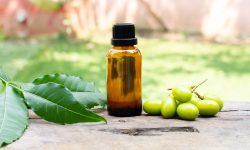How Long Does Mixed Neem Oil Stay Good? Answer All Questions