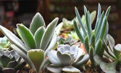 How Much Sun Do Succulents Need to Stay Healthy and Vibrant?