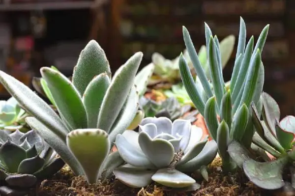 How Much Sun Do Succulents Need