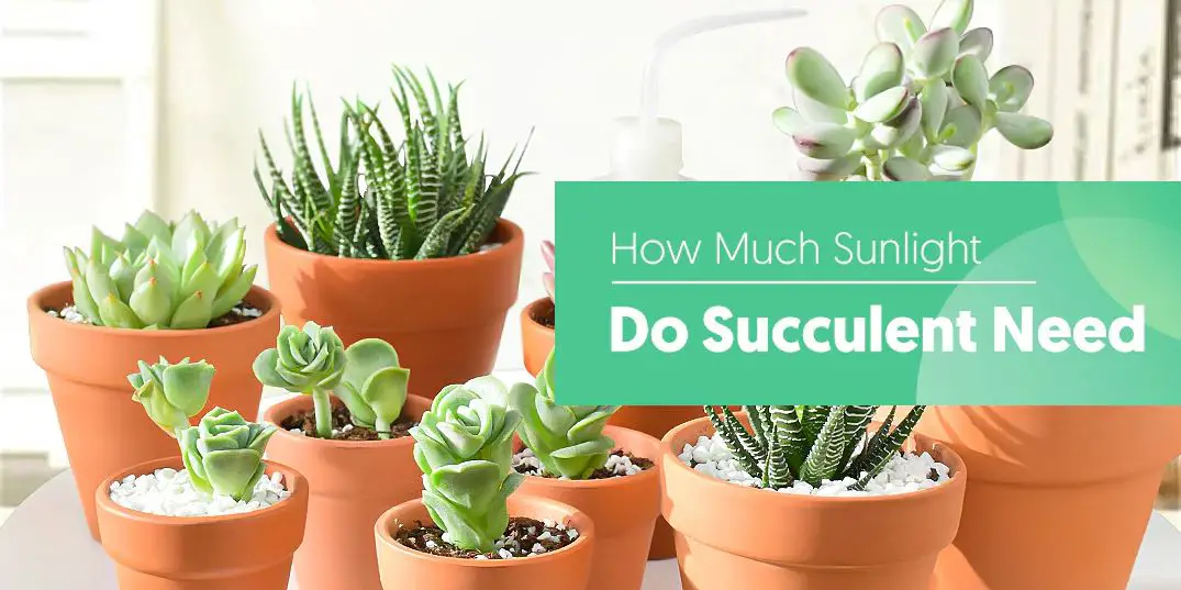 How Much Sun Do Succulents Need?