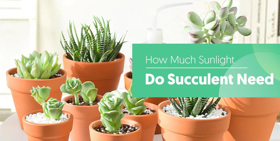 How Much Sunlight Do Succulents Need