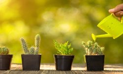 How Often Should You Water a Cactus: A Complete Guide