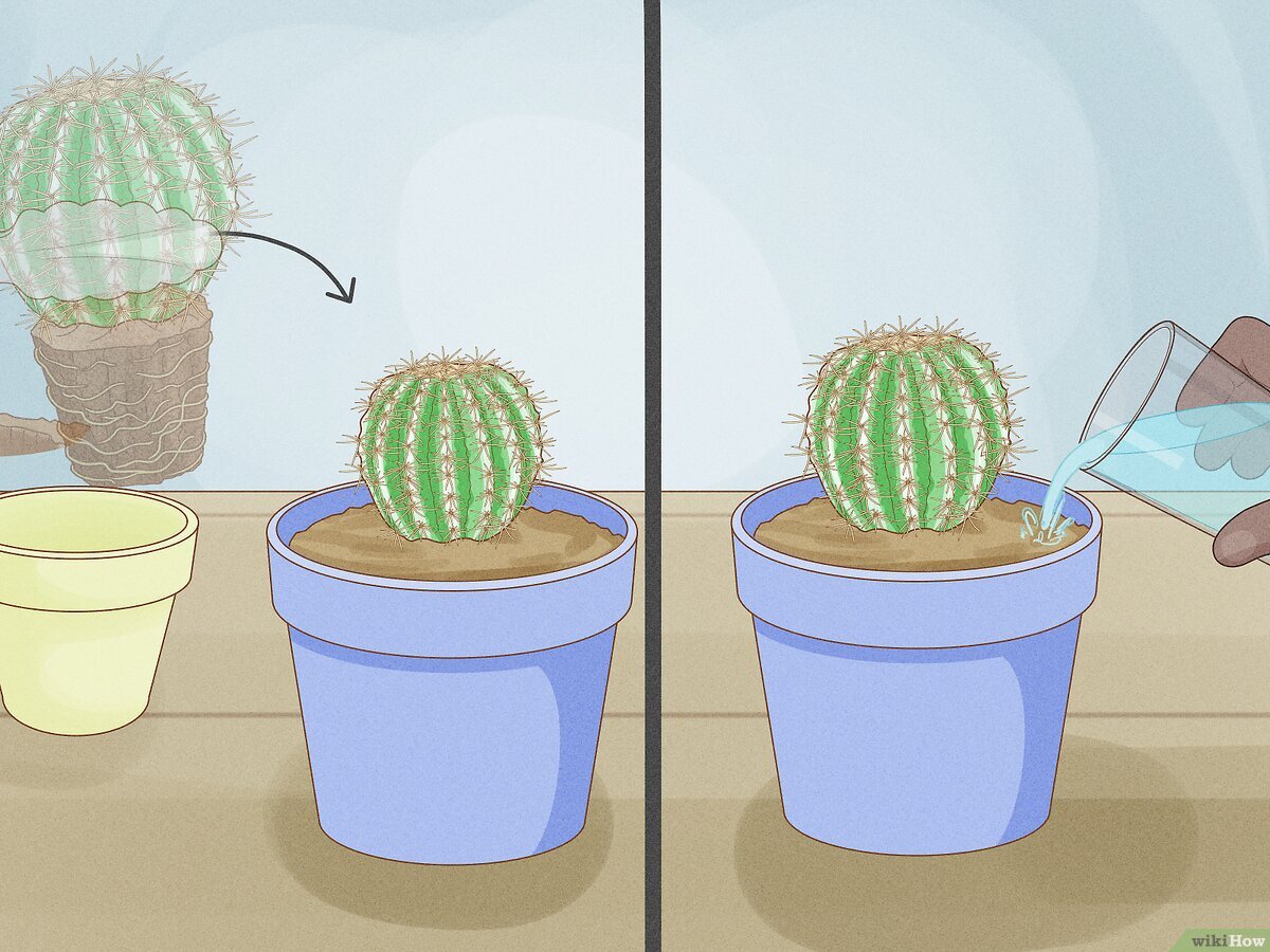 How Often Should You Water a Cactus
