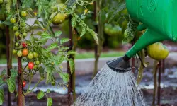 How Often to Water Tomato Plants for a Thriving Harvest