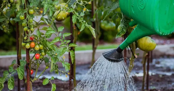 How Often to Water Tomato Plants