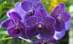 How To Care For Vanda Orchids: Expert Tips for Stunning Blooms