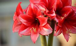 How to Care for Amaryllis: The Ultimate Guide for Stunning Blooms