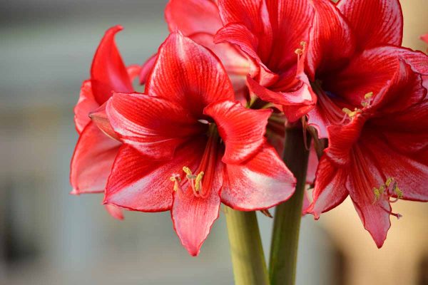 How to Care for Amaryllis