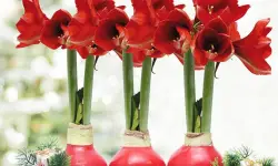How to Care for Amaryllis in Wax and Keep It Beautiful Indoors