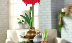 How to Care for Amaryllis in Wax and Keep It Beautiful Indoors