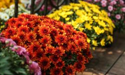 How to Care for Chrysanthemums in a Pot the Easy Way